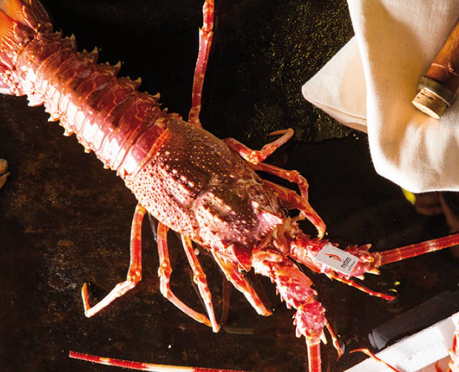 Spiny lobster, Mytilos