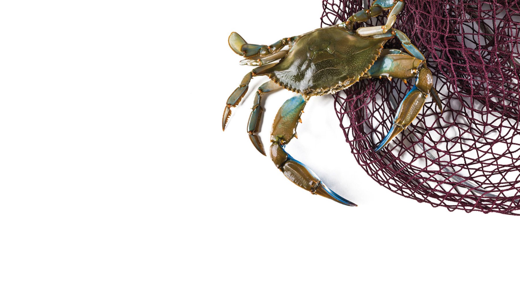 The Blue Swimming Crab